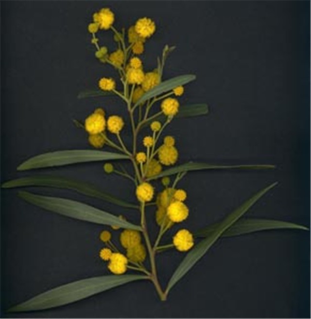 Acacia saligna